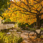 fall leaves bike