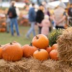 fall pumpkins
