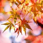 leaves